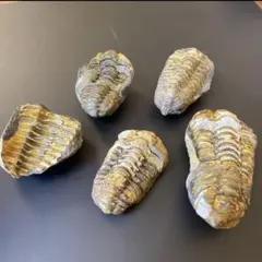 三葉虫 化石 フレキシカリメネ 5点セット モロッコ産　母岩付き 化石 標本 三葉虫 化石 フレキシカリメネ 5点セット モロッコ産 良形 母岩付き