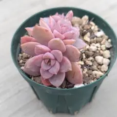 2025年最新】抜き苗の人気アイテム - メルカリ