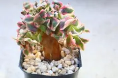 2026年最新】アエオニウム綴化の人気アイテム - メルカリ