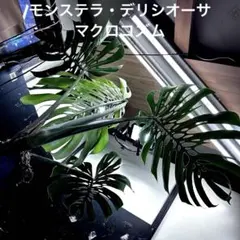 2026年最新】モンステラマクロコズムの人気アイテム - メルカリ