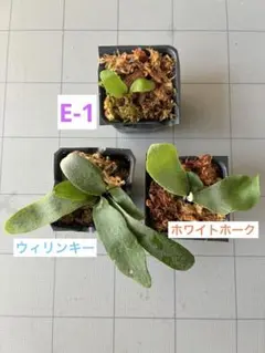 ビカクシダ　胞子培養　ウィリンキー、ホワイトホーク、E-1のサムネイル