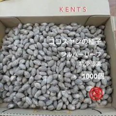 2026年最新】ココスヤシ シルバーリーフの人気アイテム - メルカリ