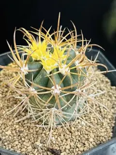 サボテン 世界の図 黄斑入り 4号鉢つき 大玉❗ ③ - メルカリ
