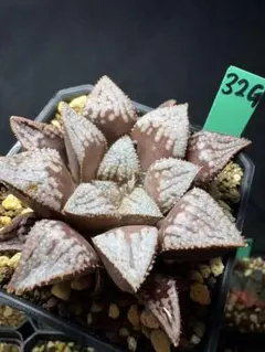 78c 多肉植物 ハオルチア 実生苗 自家繁殖 鉢植え発送 - メルカリ