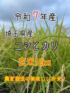 令和7年産 千葉県産 こしひかり 玄米20kg 米農家直販【数量限定】NO.5