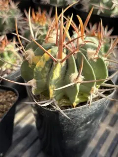 多肉植物 花サボテン 金紐シリーズ 赤いトンボ - メルカリ