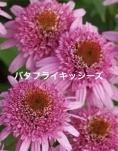もやPOちゃん様 リクエスト 2点 まとめ商品