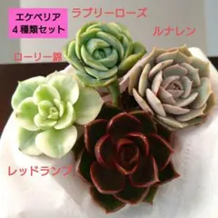 2025年最新】ラブリーローズ錦の人気アイテム - メルカリ