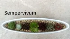 2026年最新】多肉植物 センペルビウムセットの人気アイテム - メルカリ