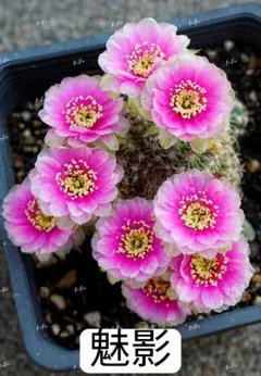 98-魅影　花サボテン　ロビビア属 群開花　複色咲 小型開花品種　カキコ蕾ありのサムネイル