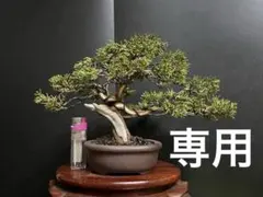 2025年最新】盆栽 真柏の人気アイテム - メルカリ