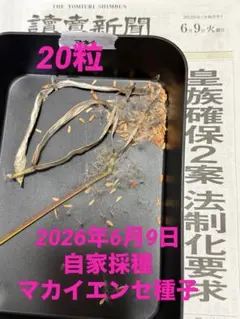 2026年最新】マカイエンセ現地球の人気アイテム - メルカリ