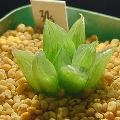 N*A様 多肉植物　ハオルチア 白夜ムチカ　38のサムネイル