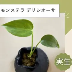 トク様 リクエスト 3点 まとめ商品