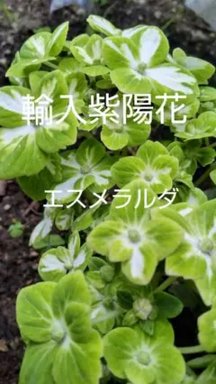 2026年最新】紫陽花 苗 輸入の人気アイテム - メルカリ