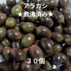 ★煮沸済み★ どんぐり アラカシ 30個 木の実 1.5cm前後