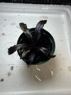 タロウガーデン様 リクエスト 2点 まとめ商品