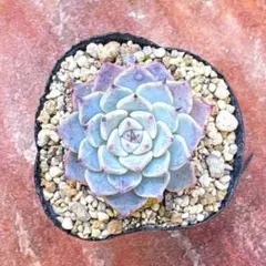 じったん様専用❤