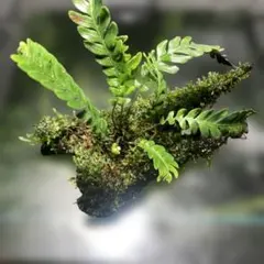 オブオブ　ブレクナムオブツサタムシダ熱帯植物パルダ流木つきモス南米 2026年最新】ブレクナム オブツサタムの人気アイテム - メルカリ