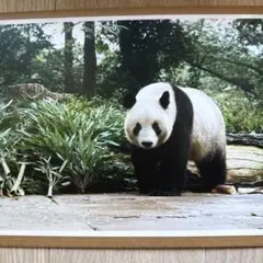 シャンシャン⭐︎大パンダ展　ブラインドピンナップポスター