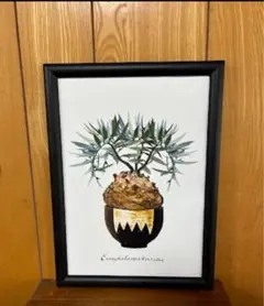 2026年最新】塊根植物 ポスターの人気アイテム - メルカリ