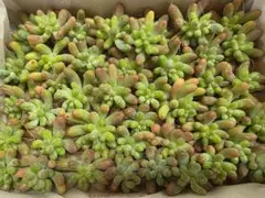 多肉植物　恋心　約50カット苗