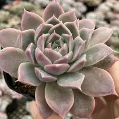 2025年最新】中里リンゼアナの人気アイテム - メルカリ