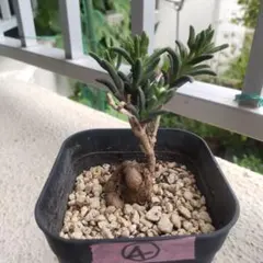 メストクレマ マクロリズム④ 夏型塊根植物のサムネイル