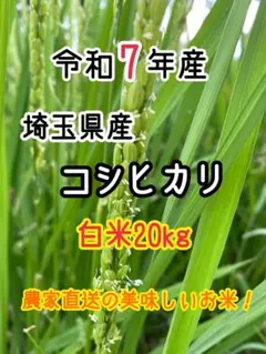 令和7年 新米 コシヒカリ 玄米30kg（白米27キロ）埼玉北川辺産 特別