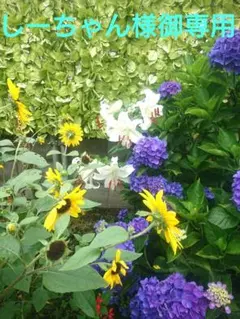 しーちゃん様御専用