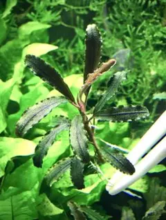 26日（水）発送【貴重】【採取終了】ブセファランドラsp.ゴジラ13株 2025年最新】ブセファランドラ ゴジラの人気アイテム - メルカリ