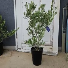 大苗 オリーブの木 ひなかぜ ポット鉢植え 苗 シンボルツリー - メルカリ