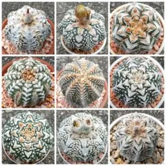 2025年最新】アストロフィツム スーパー兜の人気アイテム - メルカリ