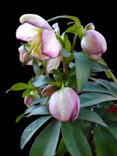 2026年最新】大木 クリスマスローズの人気アイテム - メルカリ