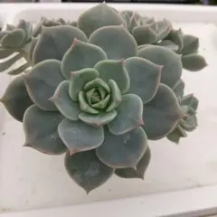 ☀多肉植物 白牡丹(8カット苗)☀のサムネイル