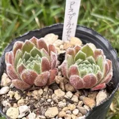 ばな様 リクエスト 6点 まとめ商品