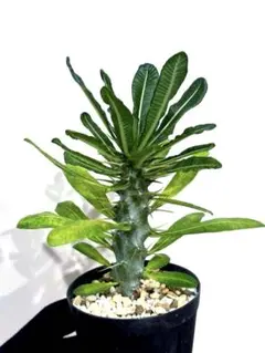 2025年最新】パキポディウム アンボンゲンセの人気アイテム - メルカリ