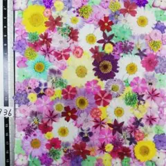 押し花素材　NO936 ノースボール ビオラ 紫陽花　バーベナ 小花　押し花