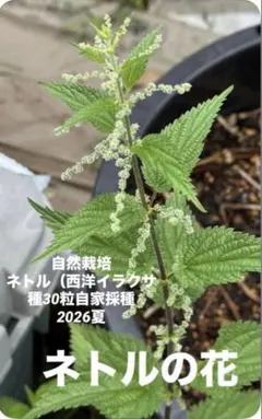 自然栽培（無農薬無肥料不耕作）ネトル（西洋イラクサ）種30粒自家採種　2026夏