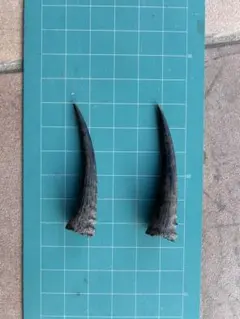 【希少・天然】ニホンカモシカの角 2本セット（約6cm）ハンドメイド・角細工に 2026年最新】カモシカ 角の人気アイテム - メルカリ
