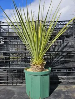 ダシリリオン ウィーレリー※値下げしました※ ダシリリオン・ウィーレリー 5号 - 植物と暮らす m-plant