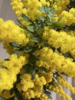 homare⸝⋆⸝⋆様フレッシュミモザ枝