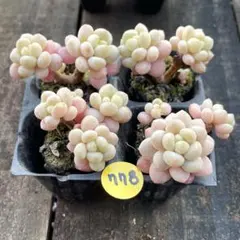 NEW❗️778多肉植物　ロココ　抜き苗　寄せ植え　4苗セット❣️