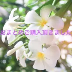 フォーマル✨本真珠 あこや真珠リング ダブルリング タヒチ 結婚式 