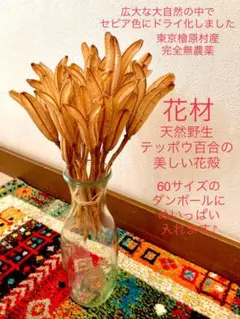 花材【天然野生＊テッポウ百合の花殻】60サイズめいっぱい！百合殼＊ドライフラワー 2026年最新】ユリの花殻の人気アイテム - メルカリ
