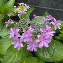 紫陽花　ダンスパーティー挿し木苗　八重咲き　ピンク色