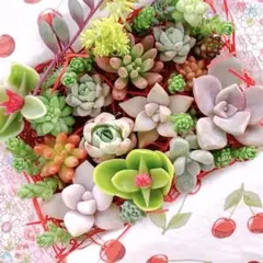 多肉植物 寄せ植えセット詰め合わせ⸜❤︎⸝（メルカリ便）