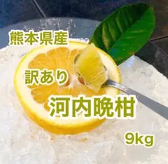 熊本県産 訳あり河内晩柑 9kgのサムネイル