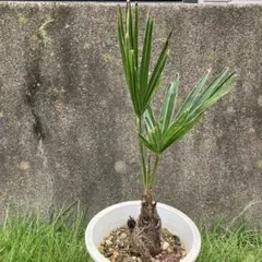まとめてお得⁉️ 耐寒性　ヤシ　3種セット　サバル　チャメロプス　ブラヘア 耐寒性 ヤシ 3種セット サバル チャメロプス ブラヘア - メルカリ