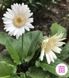 今里さくら様 リクエスト 3点 まとめ商品